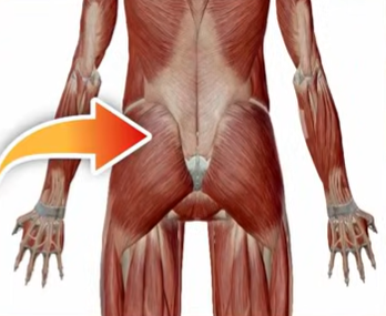 bolečina na levi strani križnice položaj medenice in pritisk