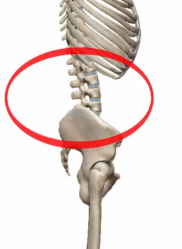 ledvena krivina okostnjak izteg kolka zakrčeni kolki