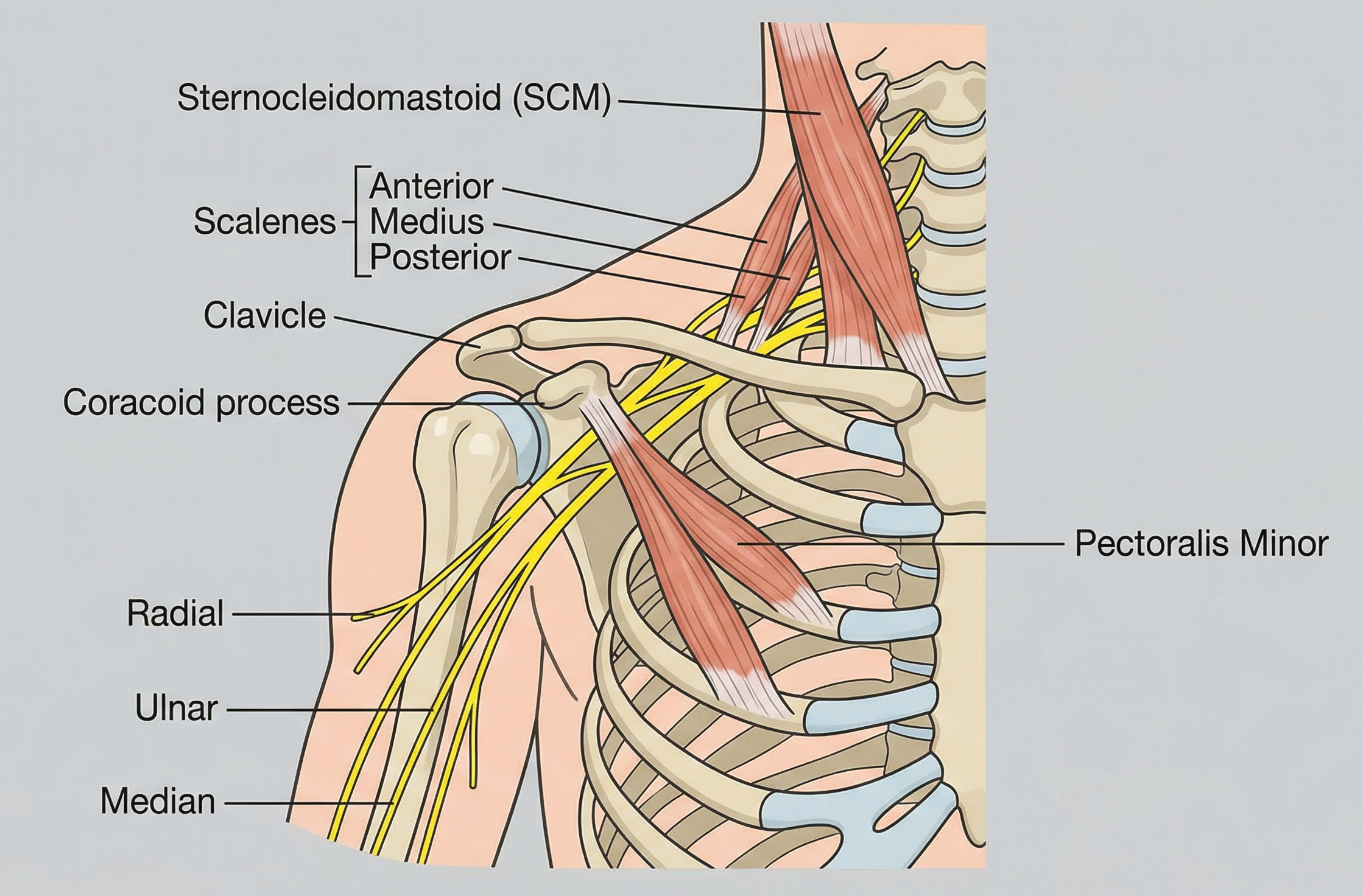 pectoralis minor scaleni SCM živci brahialni pleksus subklavijska arterija anatomija