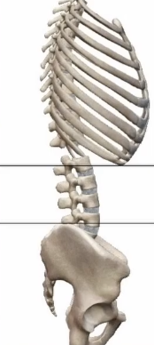 vzporednica prsni koš in medenica anteriorni nagib vertikala globina počepa