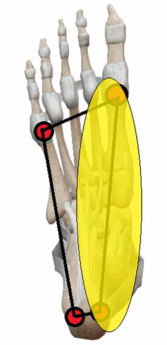 stopalo notranji del petnice pritisk pronacija notranja rotacija zaznavanje medenica