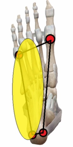 stopalo zunanji del petnice supinacija zunanja rotacija tibija VMO koleno zaznavanje