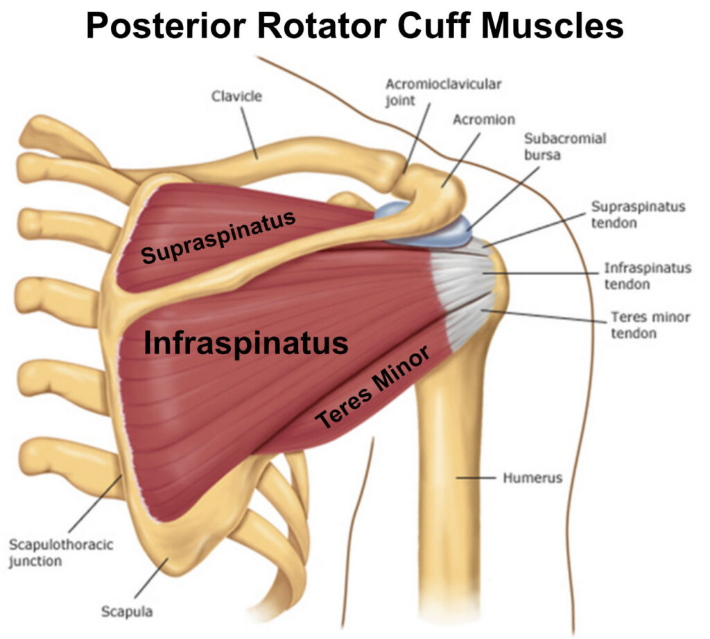 infraspinatus supraspinatus rotatorna manšeta anatomija vaje rehabilitacija